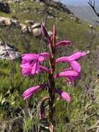 Image of Watsonia knysnana L. Bolus