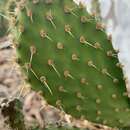 Image of Opuntia puberula Pfeiff.