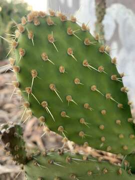 Image of Opuntia puberula Pfeiff.