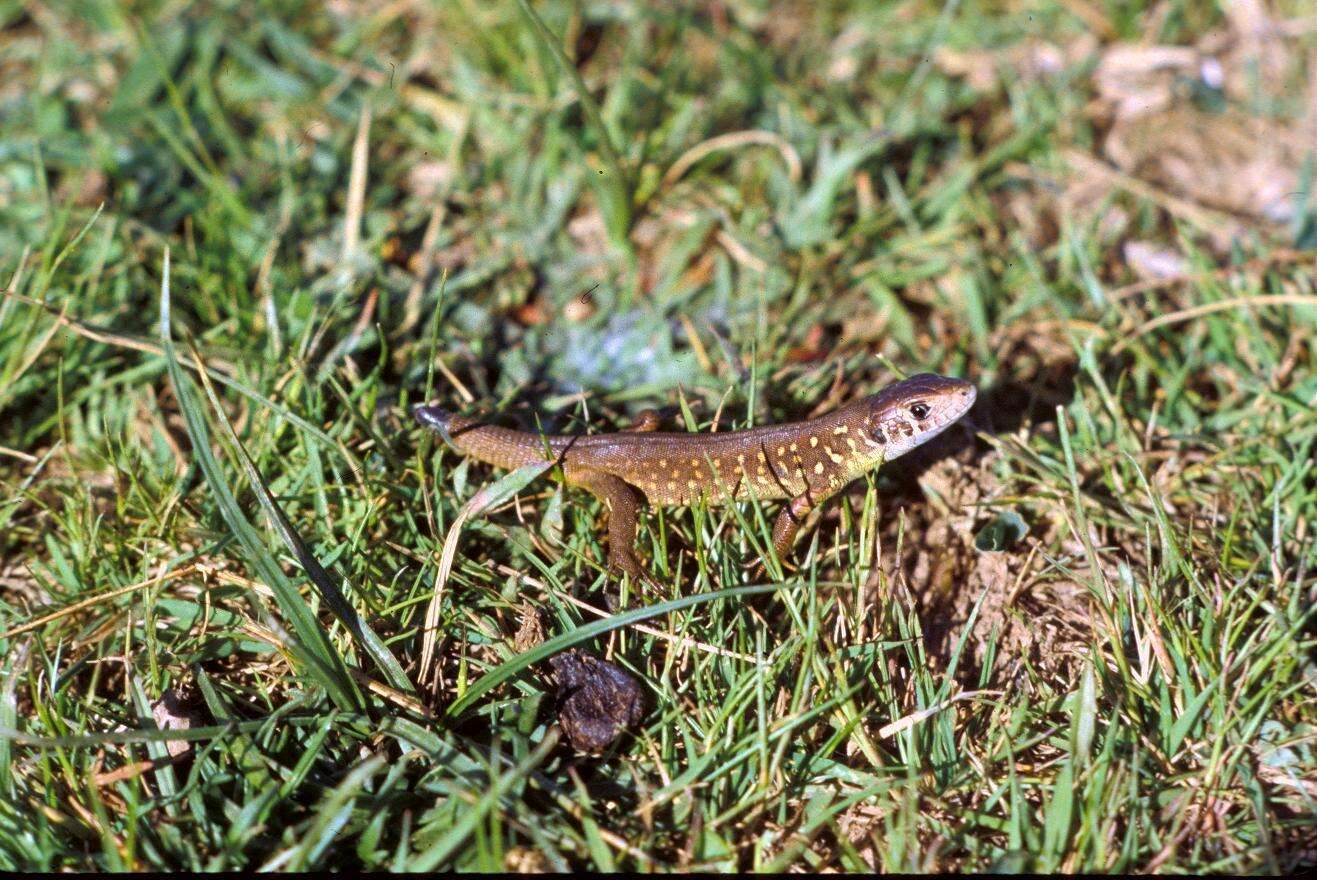 Image of Iberian Emerald Lizard