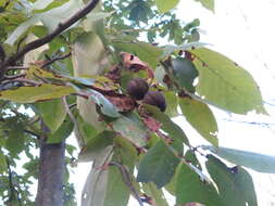 Image of shagbark hickory