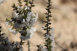 Image of Styphelia exarrhena (F. Muell.) F. Muell.