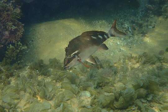 Plancia ëd Morwong fuscus (Castelnau 1879)