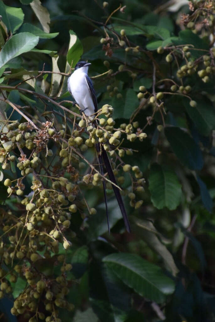 Image of Fork-tailed Flycatcher