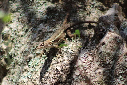 Sivun Sceloporus utiformis Cope 1864 kuva