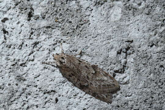 Image of Semioscopis megamicrella Dyar 1902