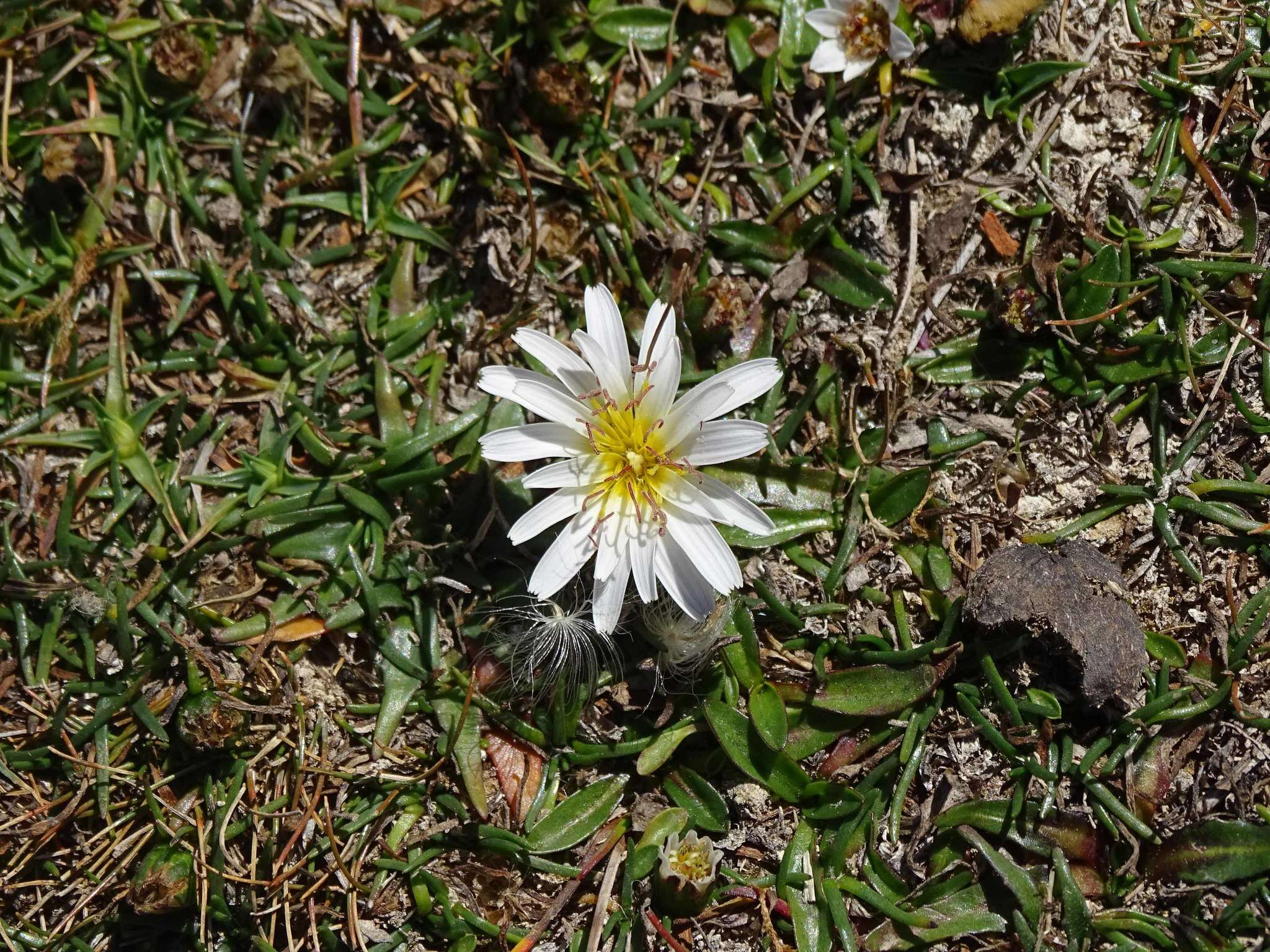 Image of Hypochaeris taraxacoides (Meyen & Walp.) Ball