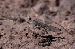 Image of Trimerotropis gracilis (Thomas & C. 1872)