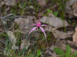 Image of Caladenia harringtoniae Hopper & A. P. Br.