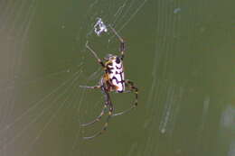 Image of Leucauge fastigata