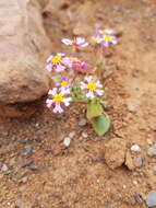 Image of Zaluzianskya violacea Schltr.