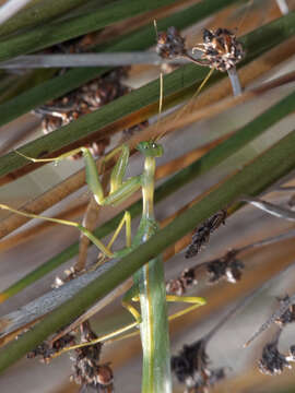 Слика од Coptopteryx constricta Rehn 1913