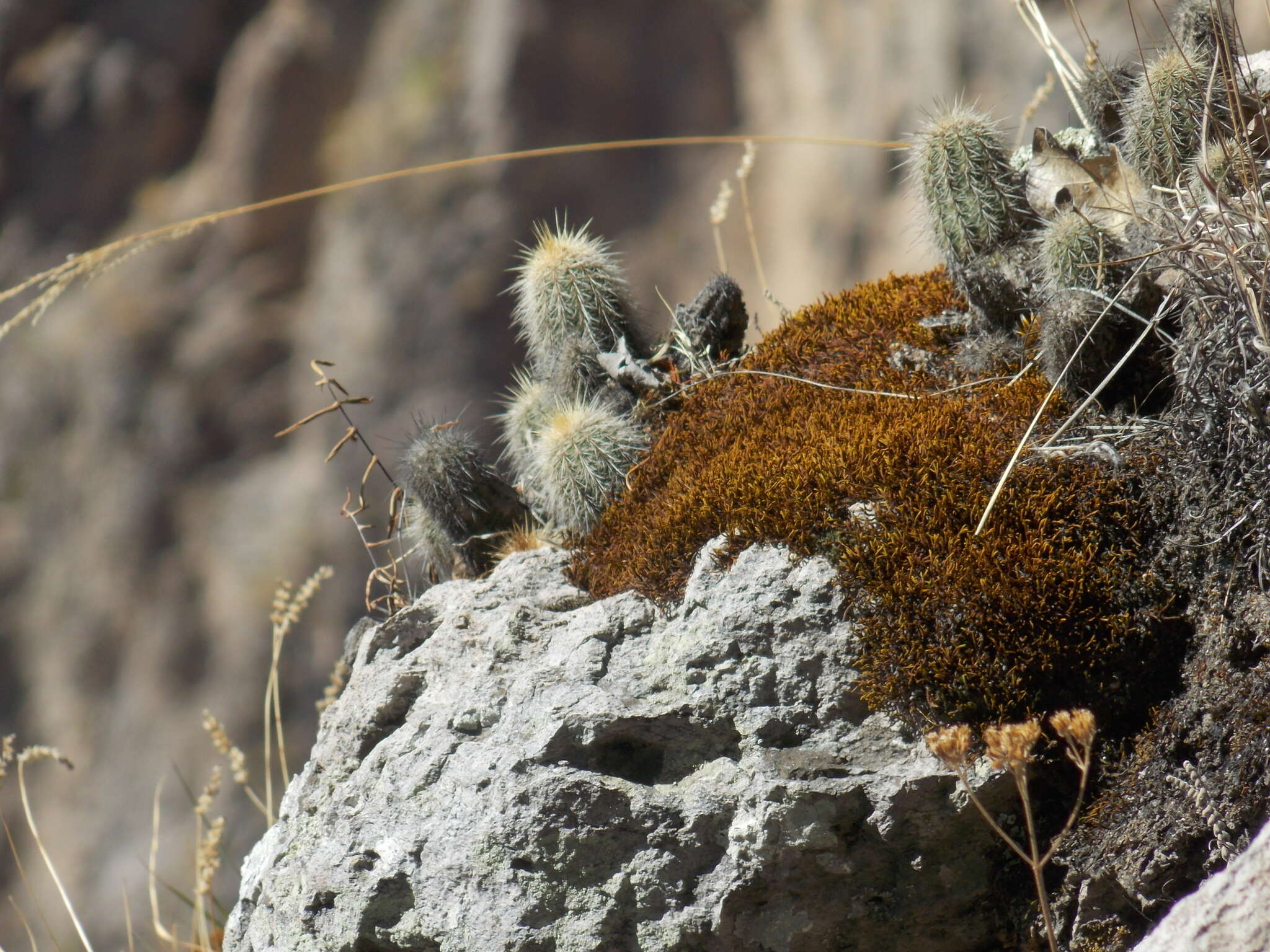 Image de <i>Echinocereus chaletii</i> W. Rischer