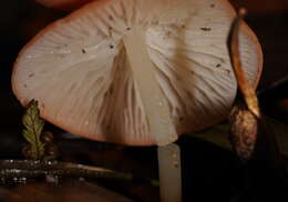 Image of Marasmius elegans (Cleland) Grgur. 1997