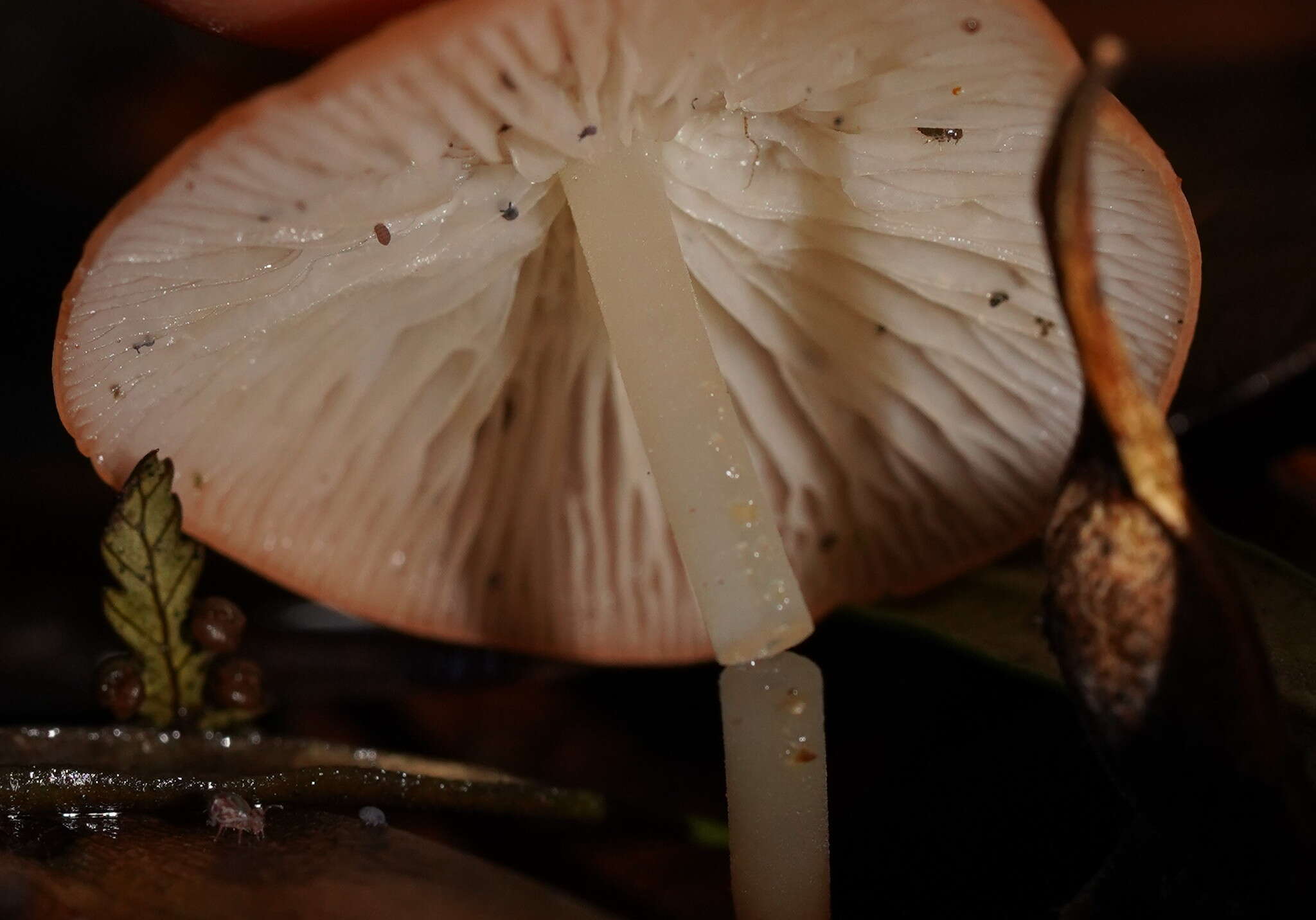 Image of Marasmius elegans (Cleland) Grgur. 1997