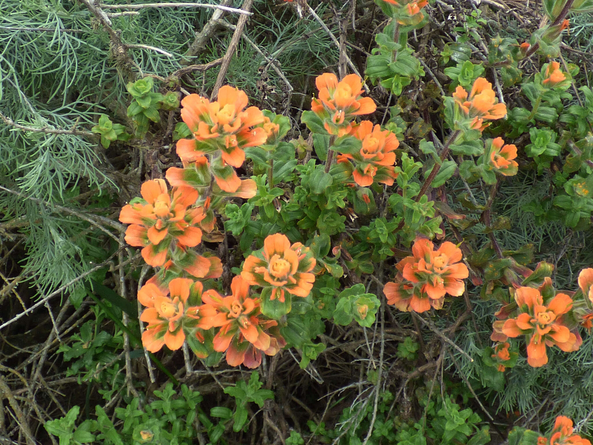 Image of Monterey Indian paintbrush