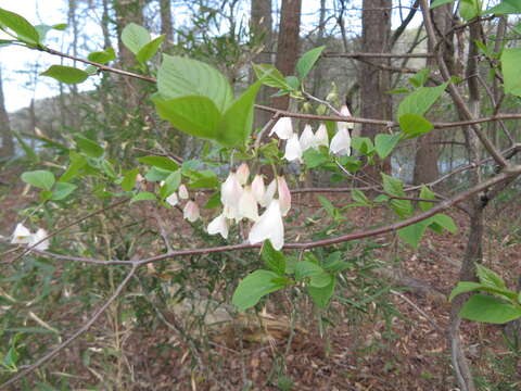 Image de Halesia carolina L.