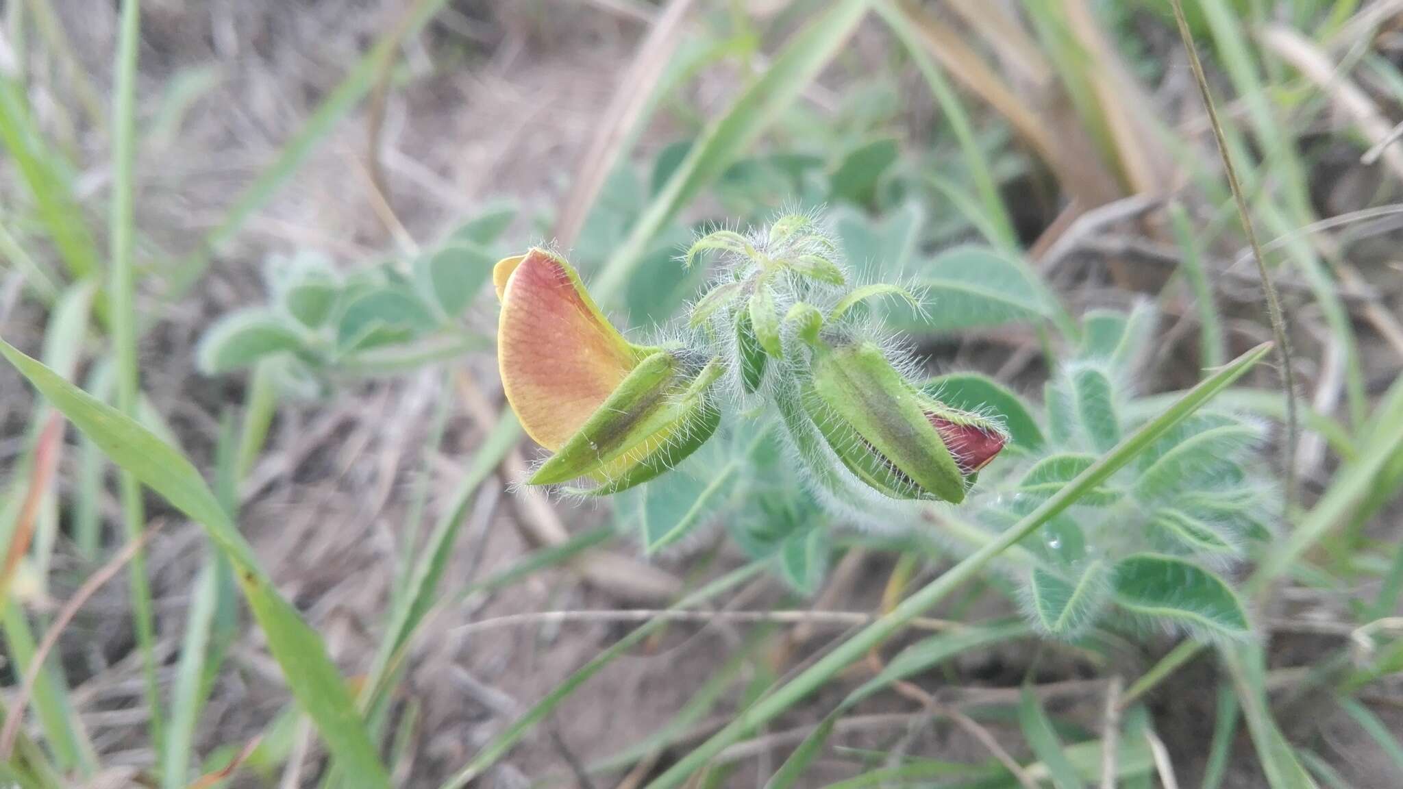 Image of Crotalaria obscura DC.