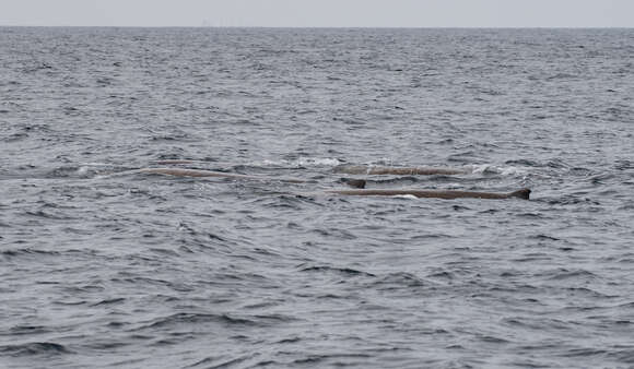 Image of giant beaked whale