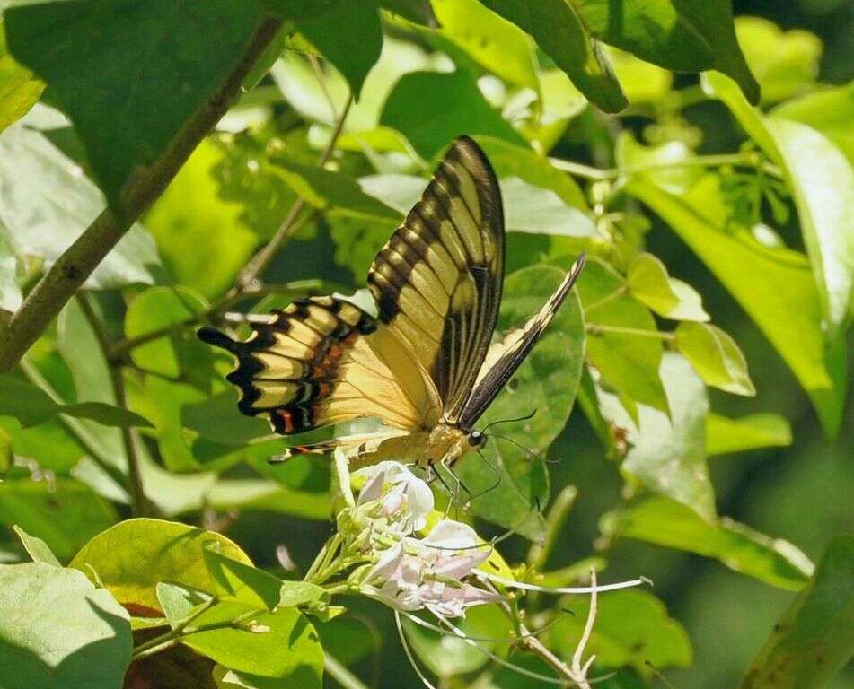 Image of Ornythion Swallowtail