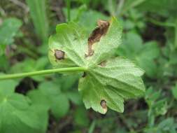 Image of Astrantia major subsp. biebersteinii (Fisch. & C. A. Mey.) I. Grint.