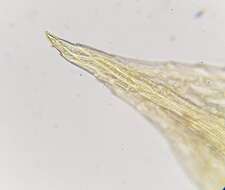 Image of <i>Ptychostomum pallens</i>