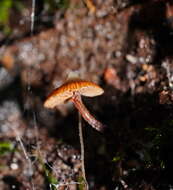 Imagem de Kuehneromyces brunneoalbescens (Y. S. Chang & A. K. Mills) J. A. Cooper 2014