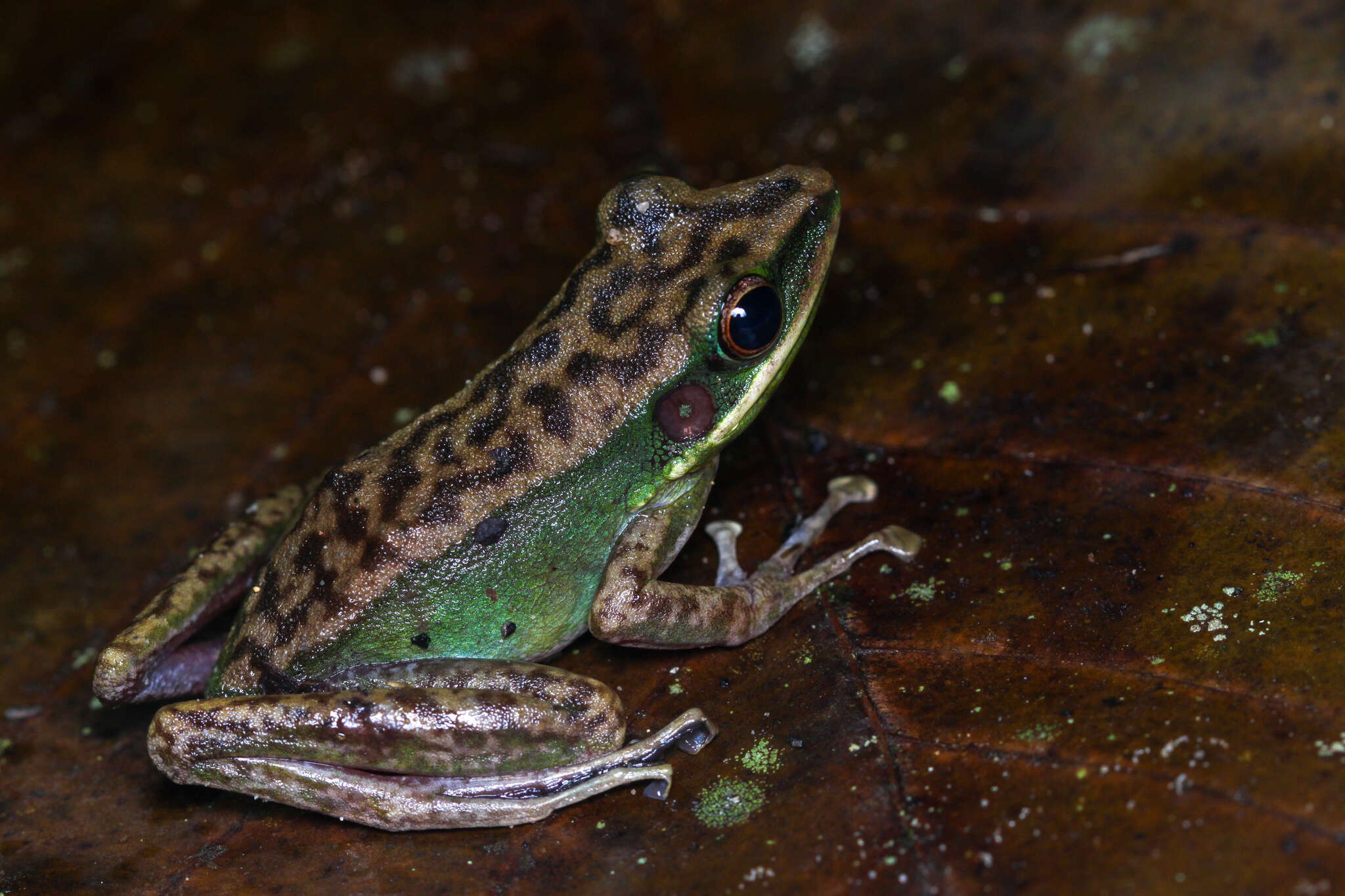 Image of Chalcorana megalonesa (Inger, Stuart & Iskandar 2009)