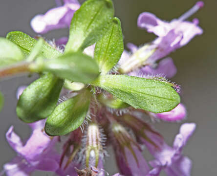 Image of Thymus japonicus (H. Hara) Kitag.