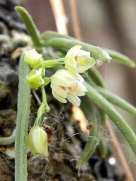 Image of Hintonella mexicana Ames