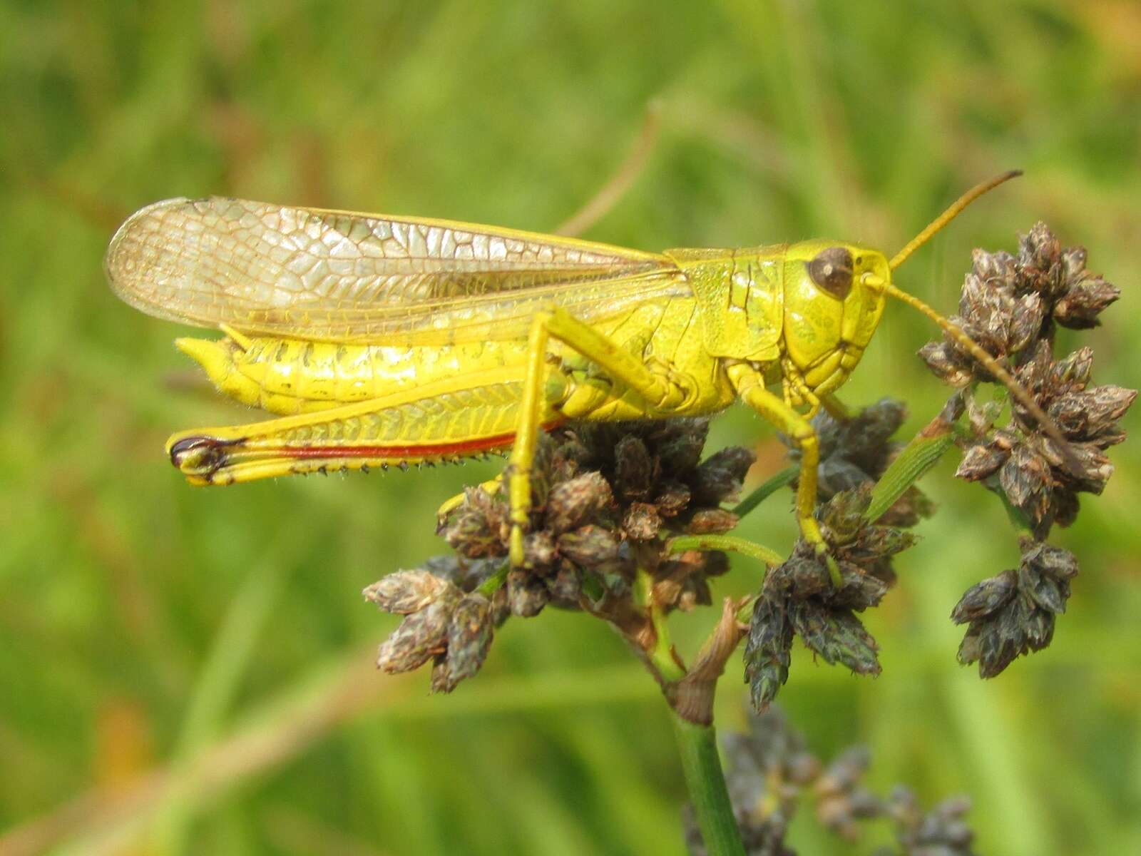 Imagem de Stethophyma gracile (Scudder & S. H. 1862)