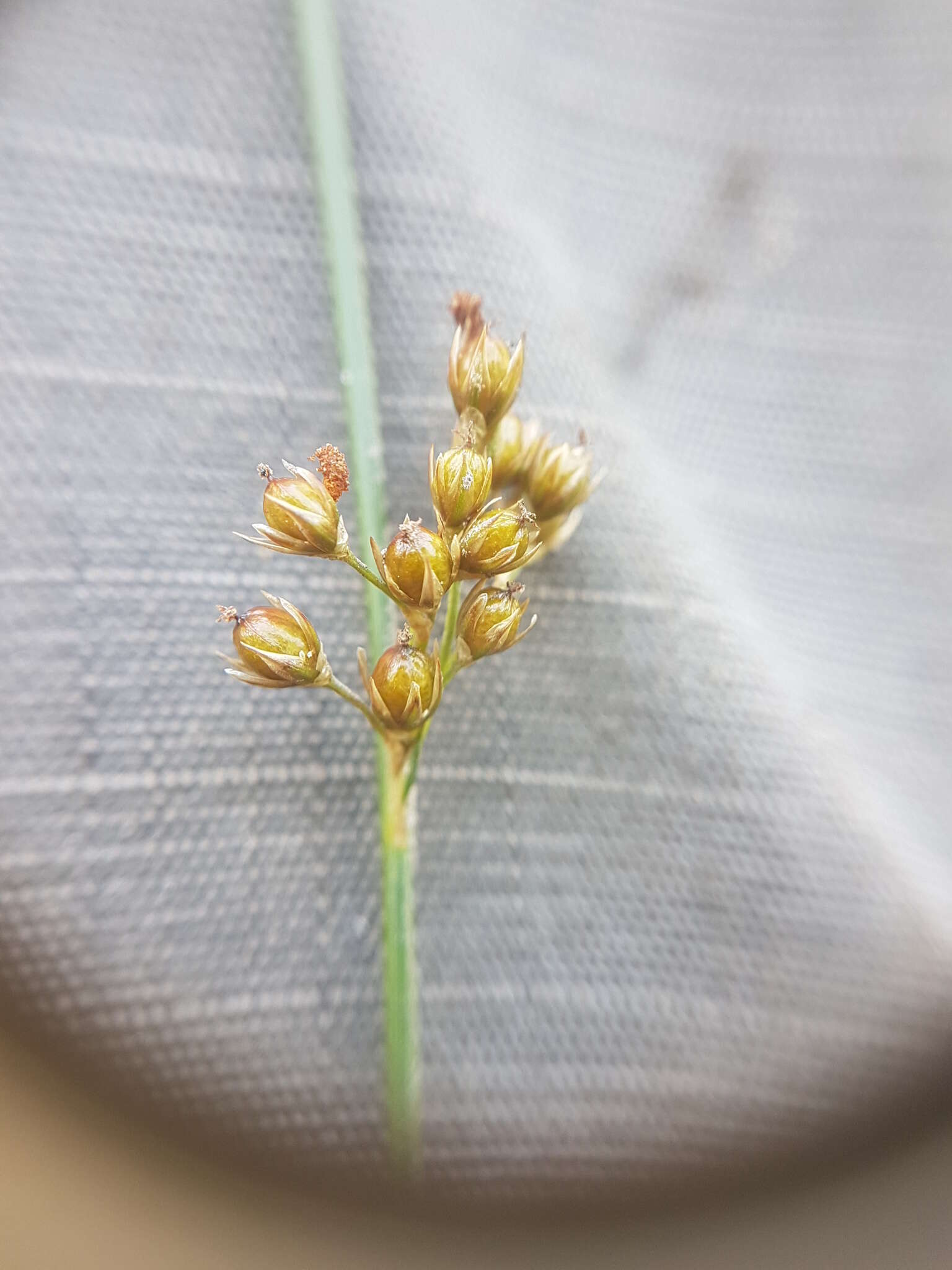 صورة Juncus filiformis L.