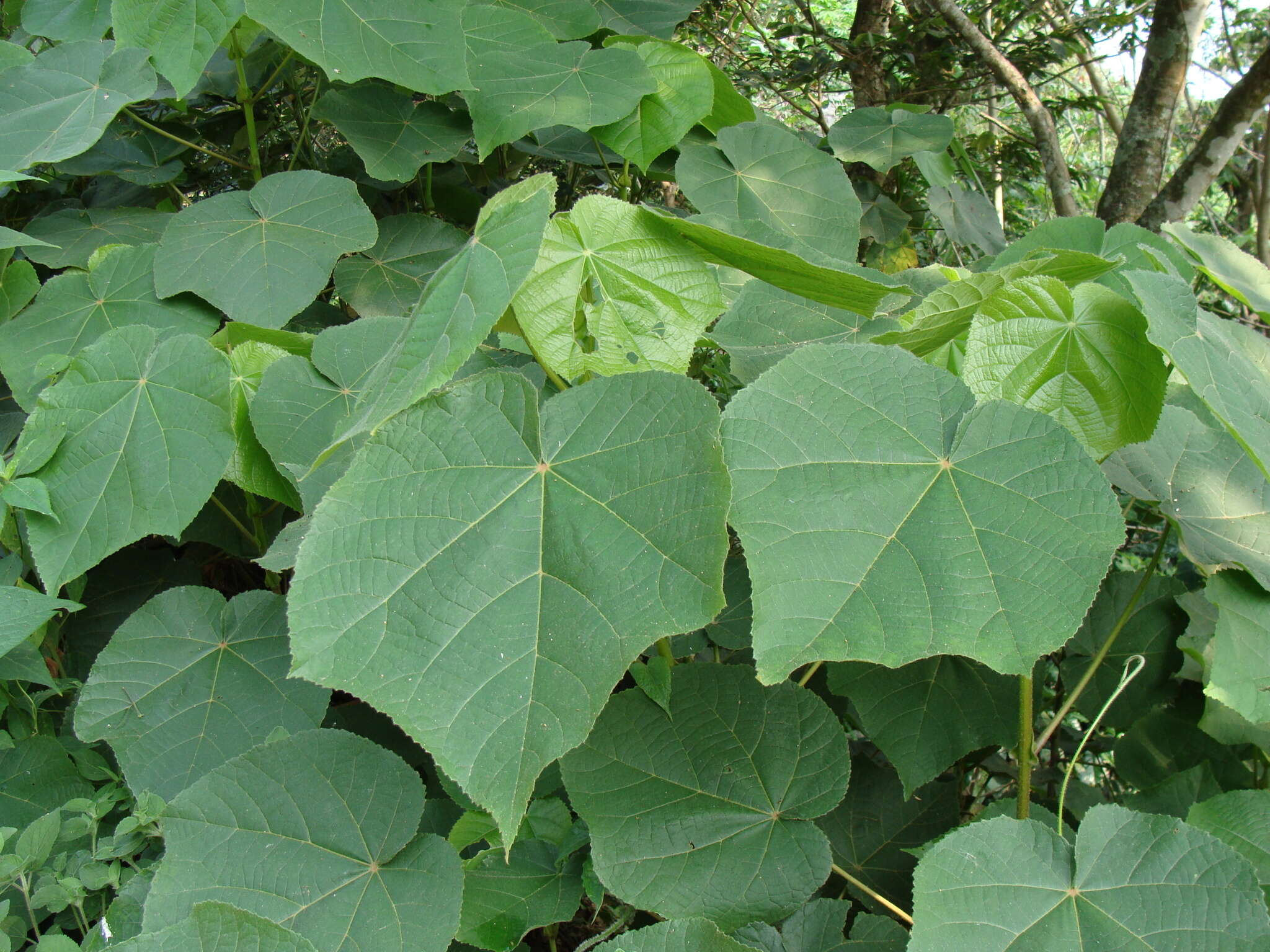 Image of <i>Dombeya</i> × <i>cayeuxii</i>