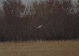 Image of Pallid Harrier