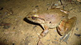 Image of Giant River Frog