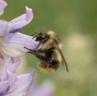 Слика од Bombus mixtus Cresson 1879