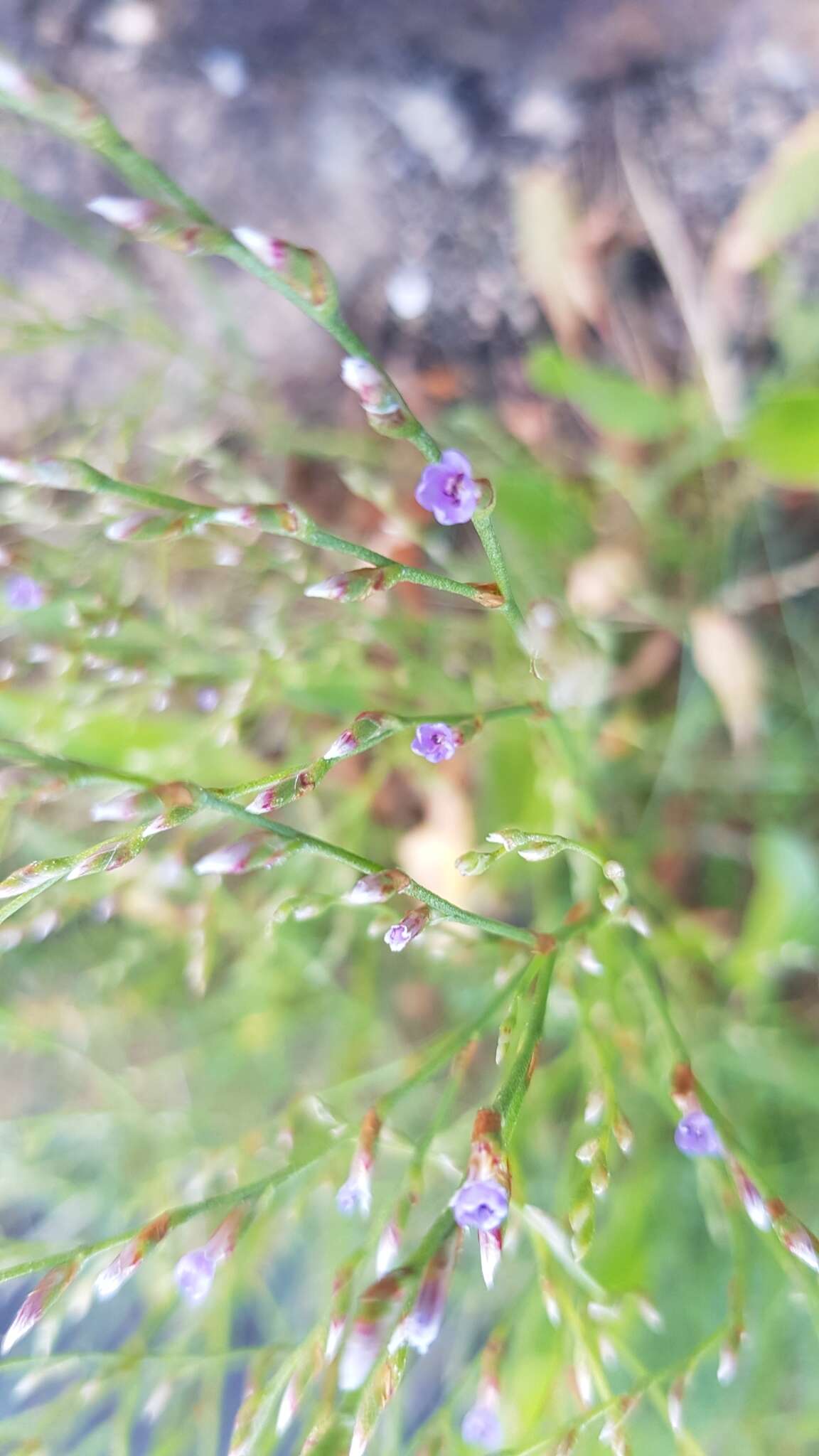 Image of Limonium humile Miller