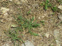 Image of Tennessee milkvetch