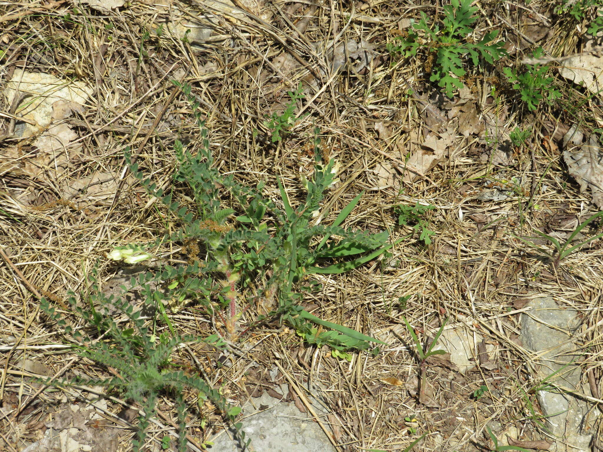 Image of Tennessee milkvetch