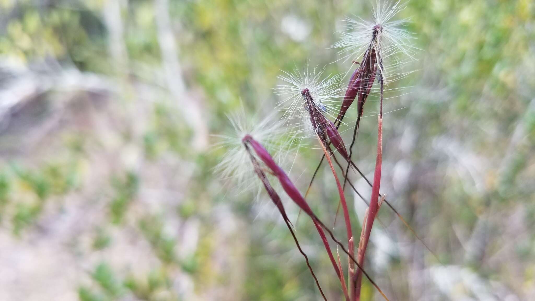 Image of Hyparrhenia newtonii (Hack.) Stapf