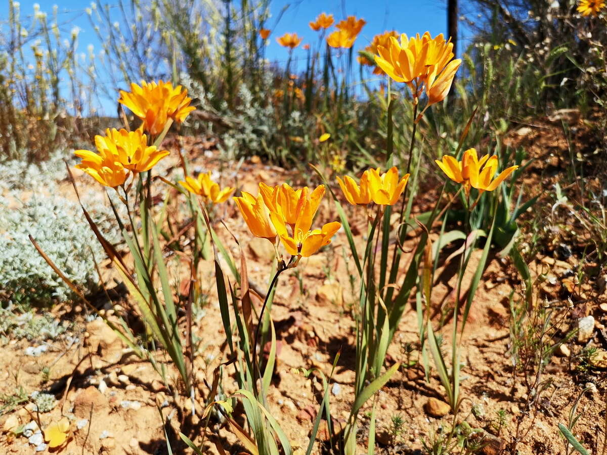 Image of Ixia dubia Vent.