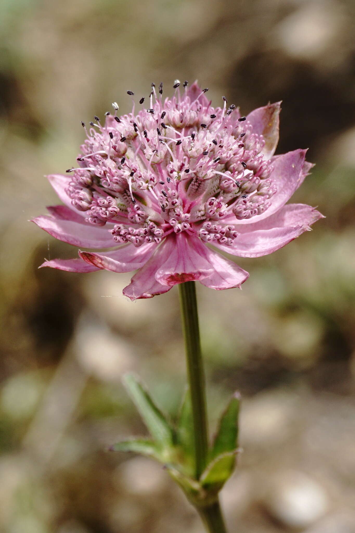 Imagem de Astrantia major subsp. biebersteinii (Fisch. & C. A. Mey.) I. Grint.