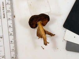 Imagem de Cortinarius vernus H. Lindstr. & Melot 1994