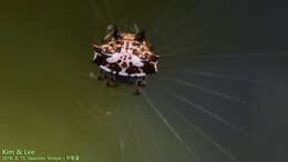 Image of Gasteracantha kuhli C. L. Koch 1837