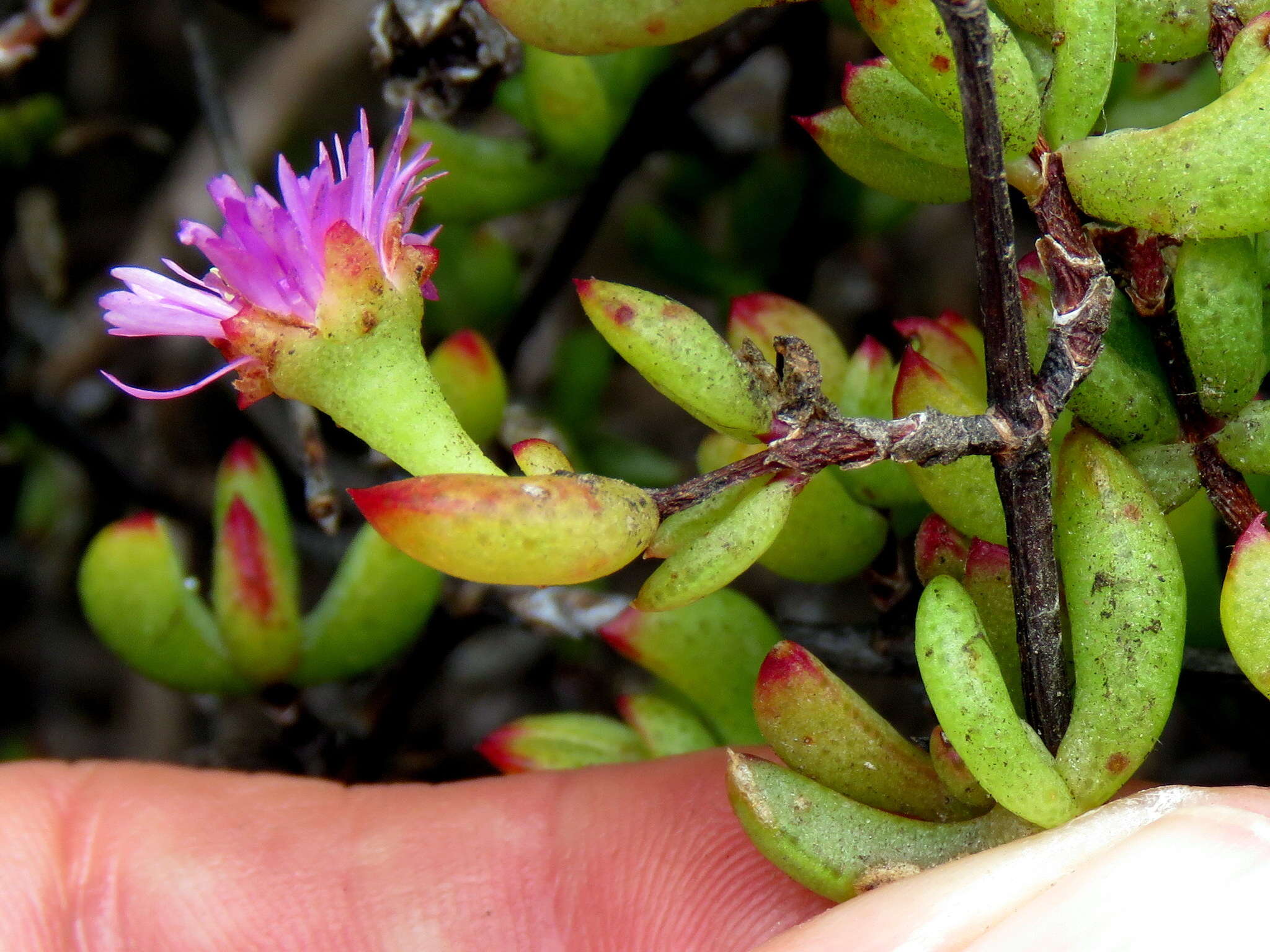 Imagem de Oscularia falciformis (Haw.) H. E. K. Hartm.