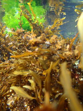 Image of Sargassum incisifolium