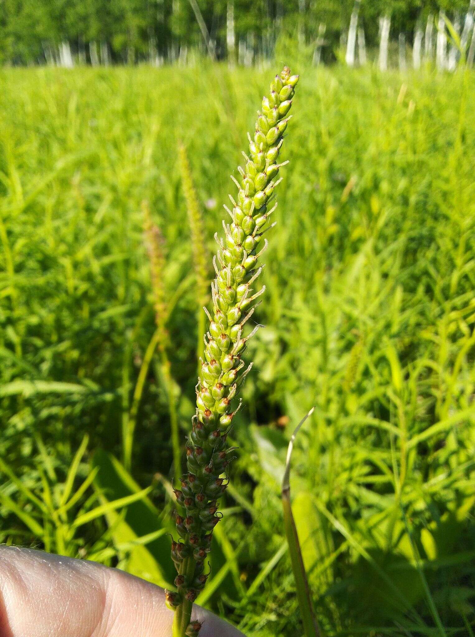 Imagem de Plantago cornuti Gouan