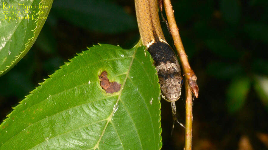 Image of Chinese Many-tooth Snake