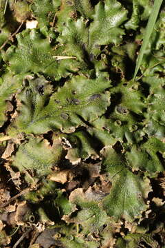 Image of Marchantia polymorpha subsp. ruderalis Bischl. & Boissel.-Dub.