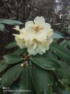 صورة Rhododendron wightii Hook. fil.